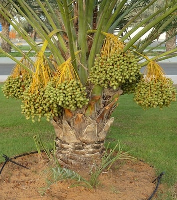 about date palm