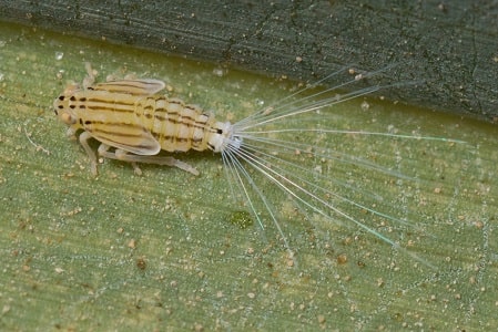 dubas bug- nymph