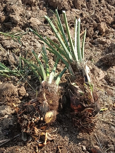 date palm offshoots