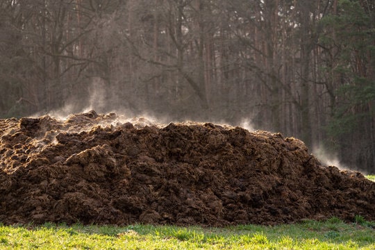 manure fertilizer for dates