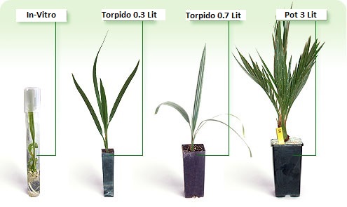 torpedo datepalm