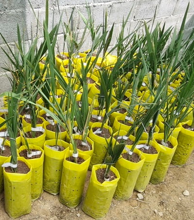 Medjool date palm tissue culture