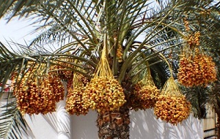 medjool date palm