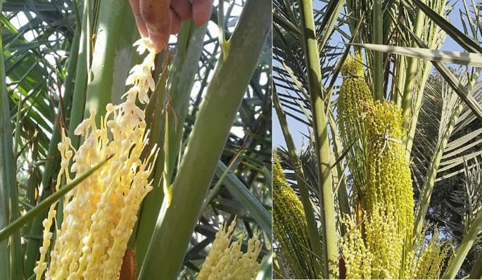 ghanami male date palm