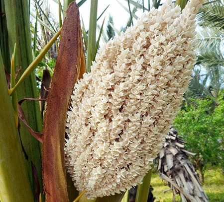 Ghanami male Date Palm