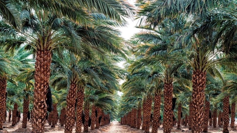 date palm orchard