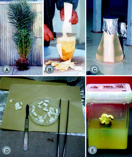 Date Palm tissue culture protocol