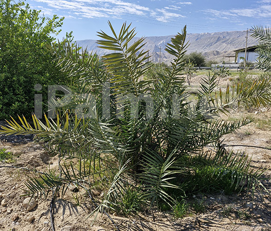 Choosing Tissue-Culture Date Palms