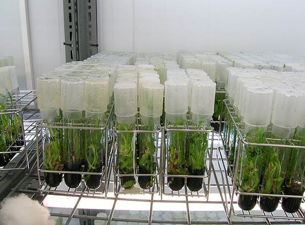 date palm tissue culture protocol