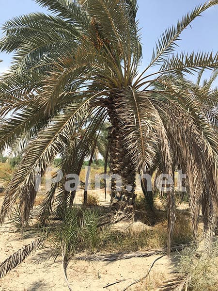 Date Palm Tissue Culture Mutations