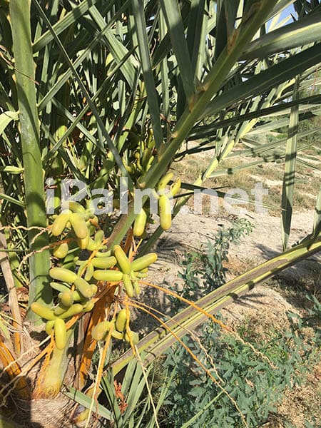 Date Palm Tissue Culture Mutations