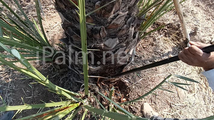 date palm offshoot harvest