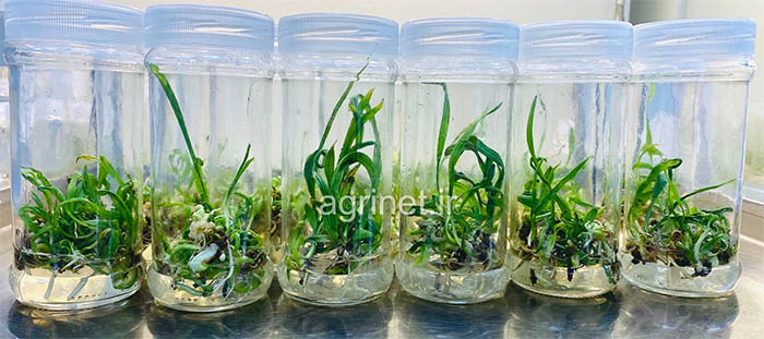 Date Palm tissue culture protocol