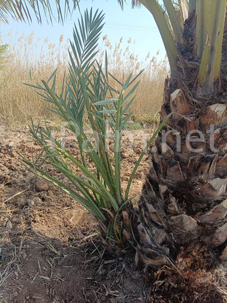 date palm offshoot