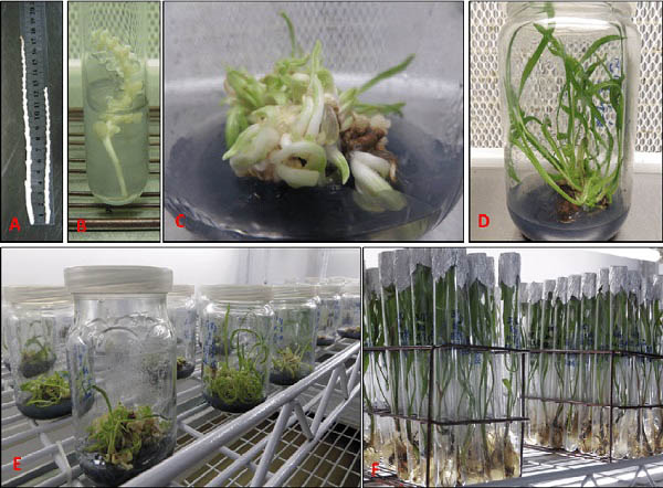 Date Palm tissue culture protocol