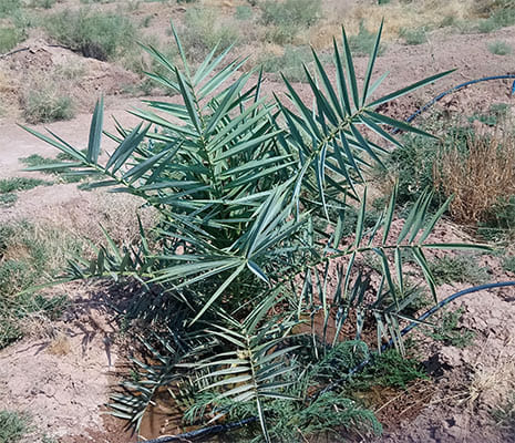 Date Palm Tissue Culture Mutations