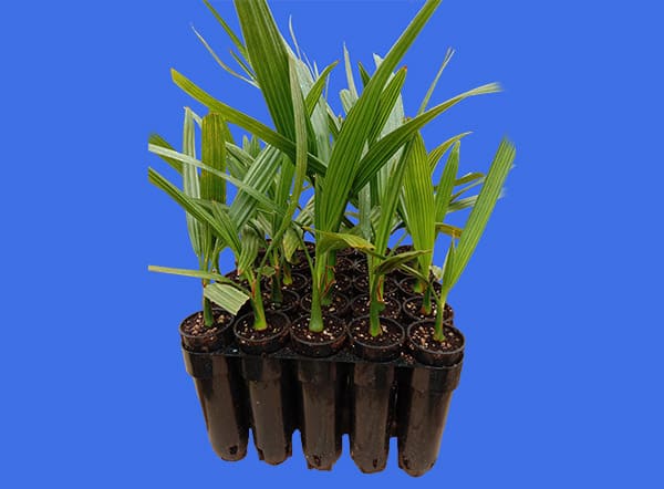 Choosing Tissue-Culture Date Palms