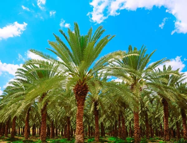 fard date palm