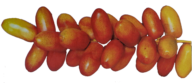 Oman date palm