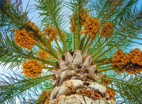 Khalas date palm