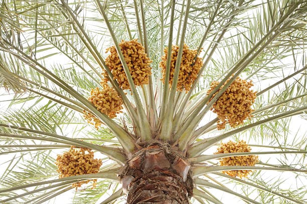 khalas date palm tree